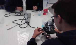 Muestras de tejidos vegetales en 1º de Bachillerato
