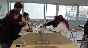 Muestras de tejidos vegetales en 1º de Bachillerato