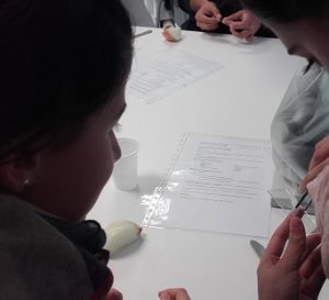 Muestras de tejidos vegetales en 1º de Bachillerato
