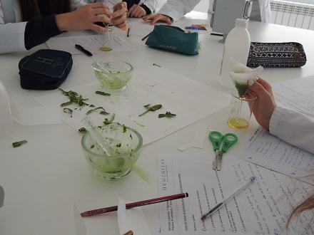 Cromatografía de pigmentos en Bachillerato