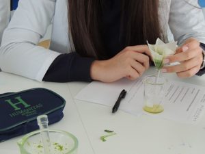 Cromatografía de pigmentos en Bachillerato