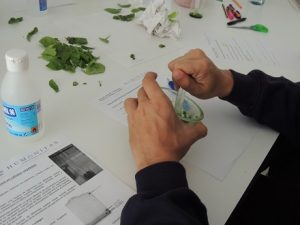Cromatografía de pigmentos en Bachillerato