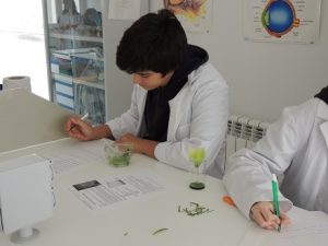 Cromatografía de pigmentos en Bachillerato