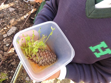 Observando el crecimiento de las plantas en Divertigenios.