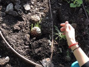 Observando el crecimiento de las plantas en Divertigenios.
