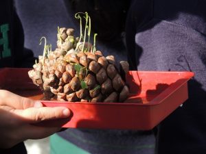 Observando el crecimiento de las plantas en Divertigenios. 