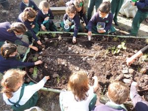 Observando el crecimiento de las plantas en Divertigenios.