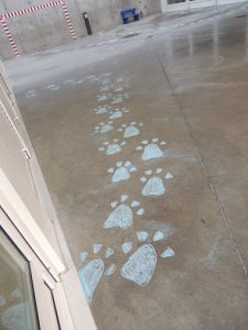 Proyecto animales y animaladas en 1º de Infantil 
