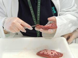 Alumnos de 1º de Bachillerato diseccionan un riñón. 