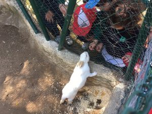 1º de Infantil visita la Granja.