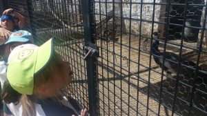Alumnos de 1 y 2 de Primaria  ya están en la granja escuela NaturEscorial.