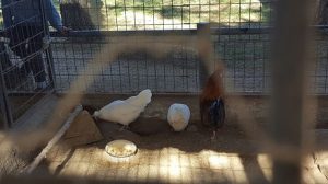 2ºy 3º de Infantil disfrutan de la naturaleza en la granja. 