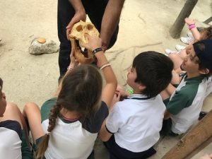 Alumnos de 2º y 4º de Primaria visitan Arqueopinto. 