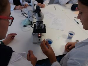 Estudio del proceso de la ósmosis en 1º de Bachillerato.