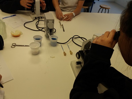 Estudio del proceso de la ósmosis en 1º de Bachillerato.