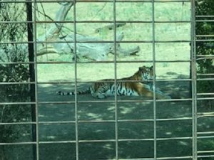 Alumnos de 3º de primaria visitan el Safari Park. 