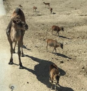 Alumnos de 3º de primaria visitan el Safari Park. 