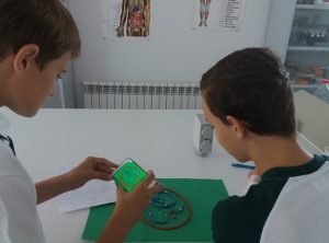 Trabajo trimestral alumnos 3º ESO: las fases de la Meiosis.