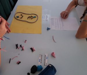 Trabajo trimestral alumnos 3º ESO: las fases de la Meiosis.