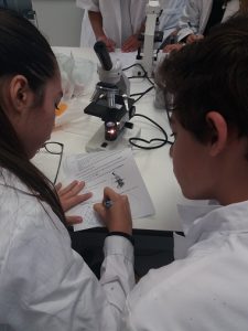Aprendiendo a utilizar el microscopio con muestras de tejido en 3º E.S.O.