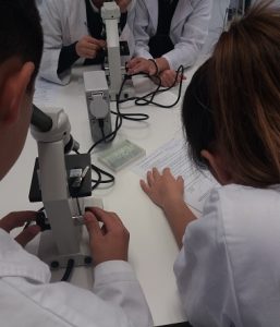 Aprendiendo a utilizar el microscopio con muestras de tejido en 3º E.S.O.