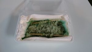 Semana de la Ciencia en Secundaria.