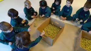 Los alumnos de Nursery pisan la uva