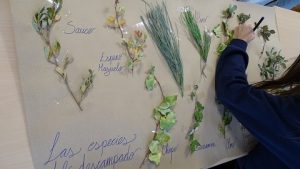 En Geografía de 2 Bach estamos entendiendo la distribución de las especies vegetales de España.