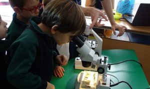 Proyecto sobre los dinosaurios en 2º de Infantil.