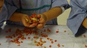 CONOCIENDO LA GRANADA EN NURSERY 2