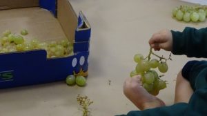 La vendimia en Nursery