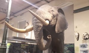 Visita al Museo de Ciencias Naturales en 2º de Infantil
