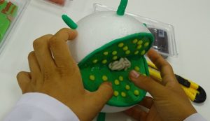 Realización de maquetas de células en ampliación de Biología y Geología de 4º de ESO