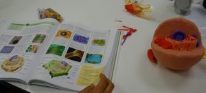 Realización de maquetas de células en ampliación de Biología y Geología de 4º de ESO