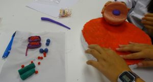 Realización de maquetas de células en ampliación de Biología y Geología de 4º de ESO