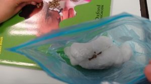 Proceso de crecimiento de Legumbres en 2º de Primaria