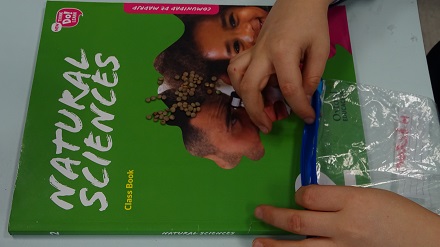 Proceso de crecimiento de Legumbres en 2º de Primaria