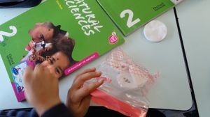 Proceso de crecimiento de Legumbres en 2º de Primaria