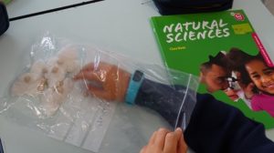 Proceso de crecimiento de Legumbres en 2º de Primaria