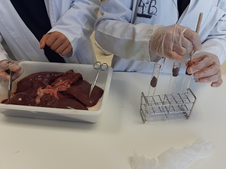 Desnaturalización de la proteína del hígado en 1º de Bachillerato