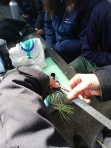 Anillamiento de aves en 4º de ESO