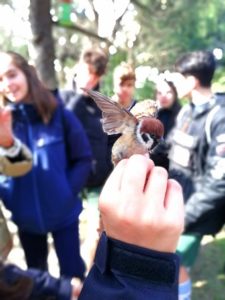 Anillamiento de aves en 4º de ESO