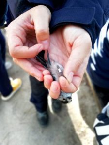 Anillamiento de aves en 4º de ESO