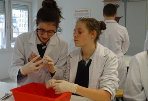 Disección de corazón en 3º de ESO