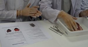 Disección de corazón en 3º de ESO