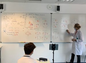 El ciclo celular en Biología de 4º de ESO