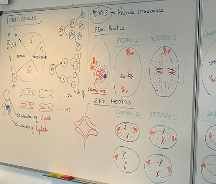 El ciclo celular en Biología de 4º de ESO