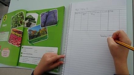Estudiando las plantas en 5º de Primaria