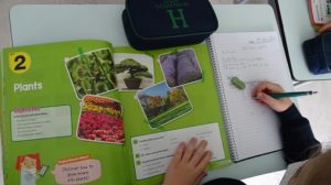 Estudiando las plantas en 5º de Primaria