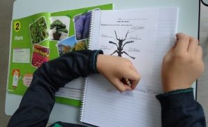Estudiando las plantas en 5º de Primaria